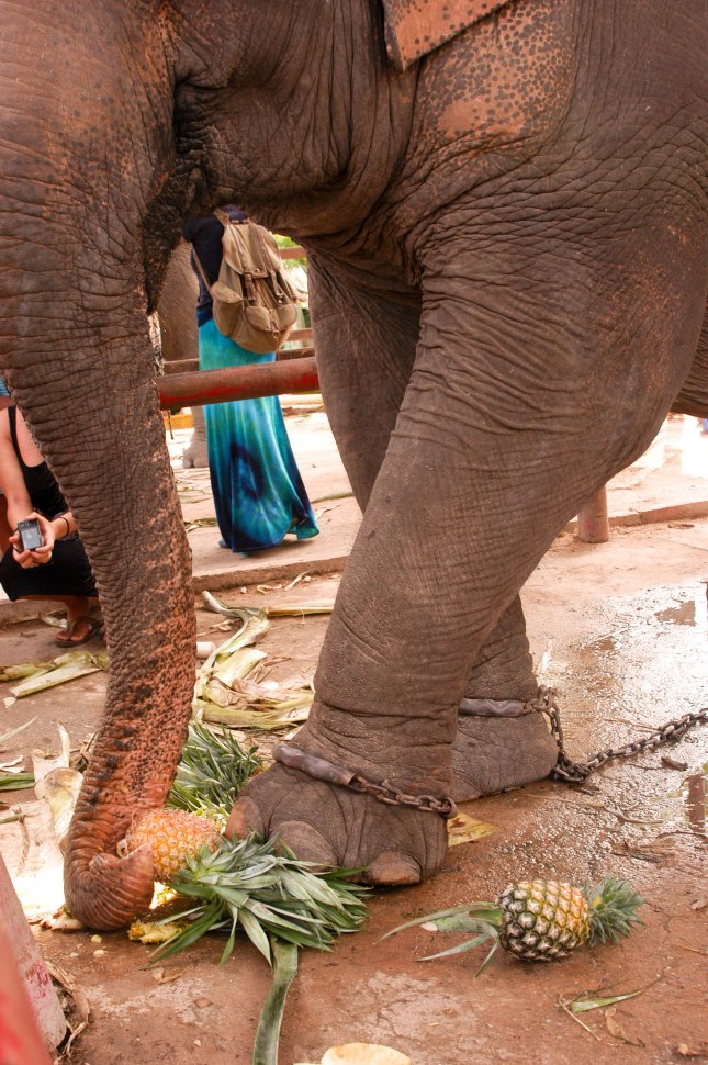 A blind elephant crushes a pineapple so she can suck the juices with her trunk. 