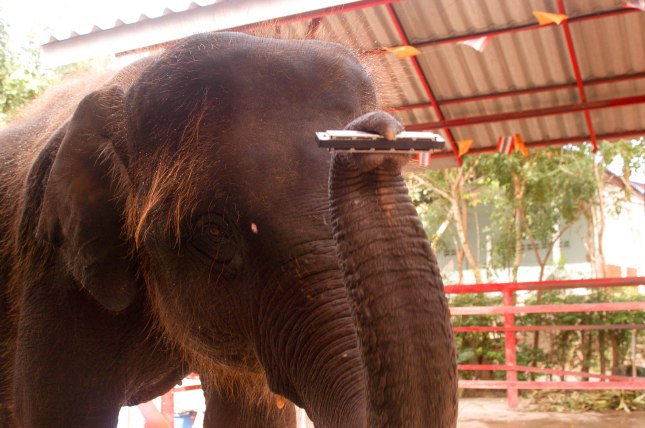 An elephant whose growth has been stunted, has been trained to play harmonica in attempts to get donations to the preserve.